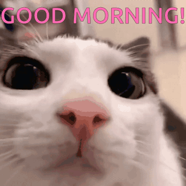A Close Up Of A Cat 'S Face With The Words " Good Morning " Written Above It GIF