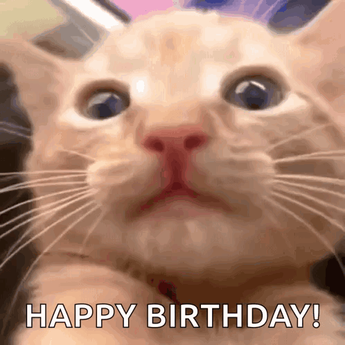 A Close Up Of A Cat 'S Face With The Words Happy Birthday Written On The Bottom GIF