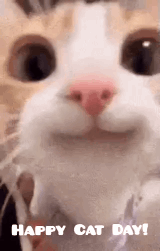 A Close Up Of A Cat 'S Face With The Words Happy Cat Day Below It . GIF