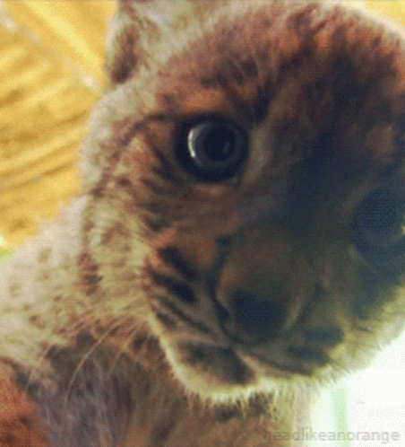 A Close Up Of A Cat 'S Face With The Words Headlikeanorange In The Corner GIF