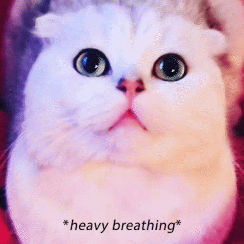 A Close Up Of A Cat 'S Face With The Words * Heavy Breathing * Above It GIF