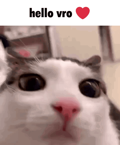 A Close Up Of A Cat 'S Face With The Words Hello Vro Written Above It GIF