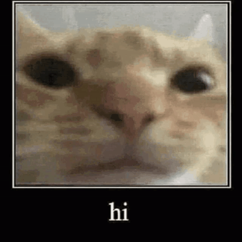 A Close Up Of A Cat 'S Face With The Words `` Hi '' Written Above It . GIF