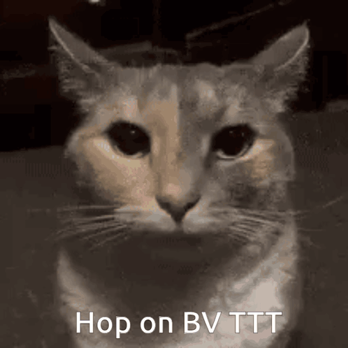 A Close Up Of A Cat 'S Face With The Words `` Hop On Bv Tt '' Written On The Bottom . GIF