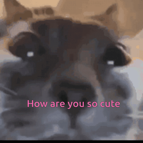 a close up of a cat 's face with the words " how are you so cute " below it
