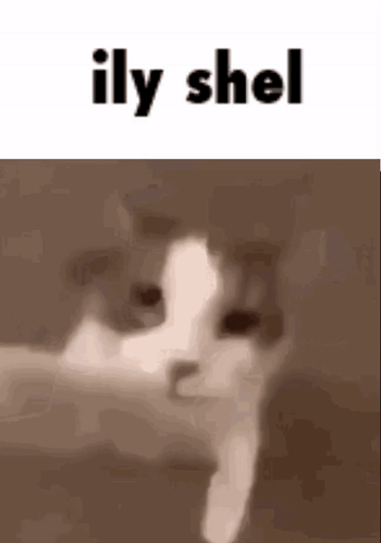 A Close Up Of A Cat 'S Face With The Words `` Ily Shel '' Written Above It . GIF