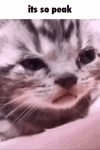 A Close Up Of A Cat 'S Face With The Words `` It 'S So Peak '' Written Above It . GIF