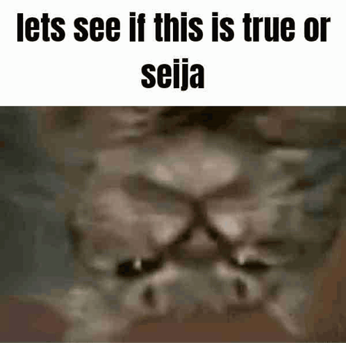 A Close Up Of A Cat 'S Face With The Words `` Lets See If This Is True Or Seija '' Written Above It . GIF