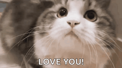 A Close Up Of A Cat 'S Face With The Words `` Love You '' Written On It . GIF