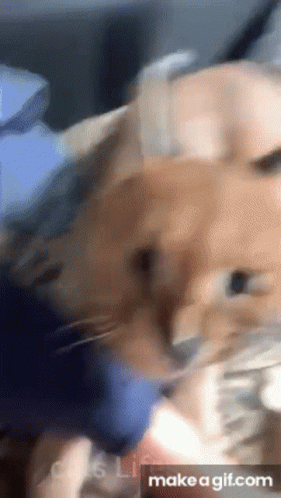 A Close Up Of A Cat 'S Face With The Words Make A Gif.com In The Corner GIF