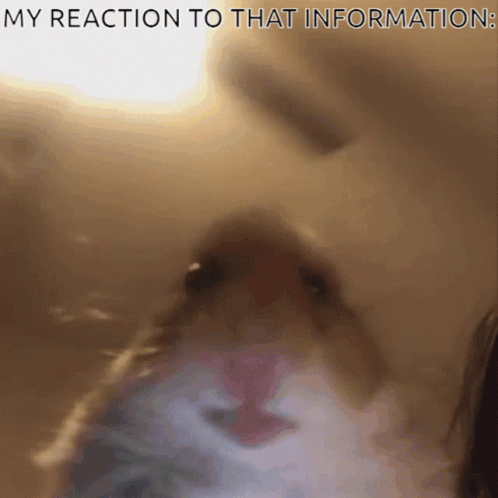 A Close Up Of A Cat 'S Face With The Words " My Reaction To That Information " Below It GIF