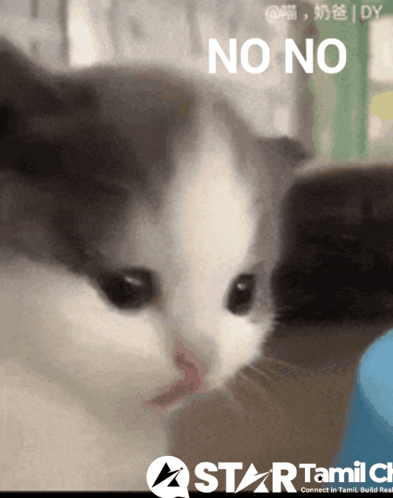 A Close Up Of A Cat 'S Face With The Words No No Above It GIF