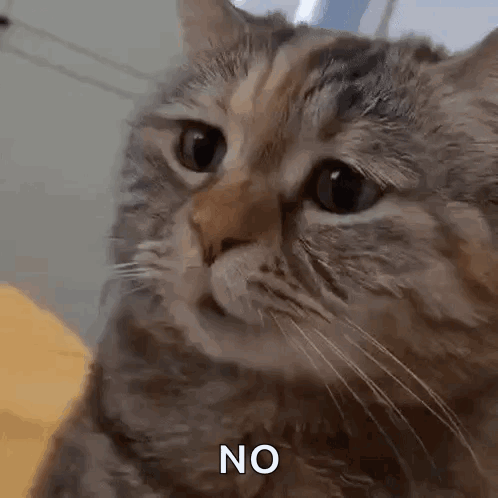 A Close Up Of A Cat 'S Face With The Words `` No '' Written On It . GIF