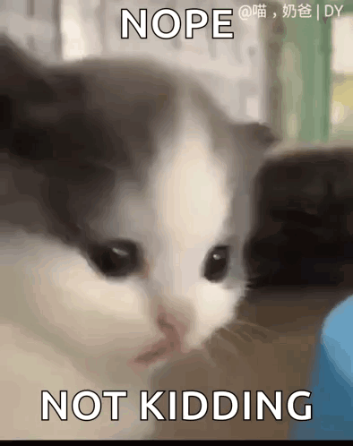 A Close Up Of A Cat 'S Face With The Words Nope Not Kidding Written Below It . GIF