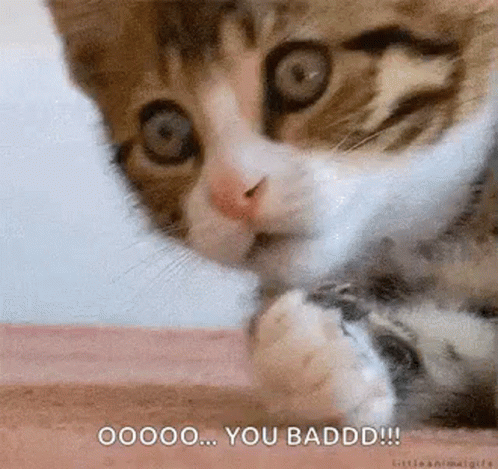 Cat Face Saying Oooo You Baddd GIF