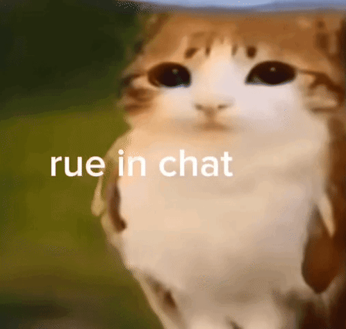A Close Up Of A Cat 'S Face With The Words Rue In Chat Above It . GIF