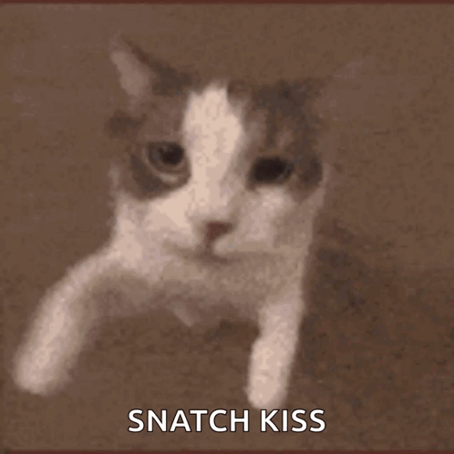 A Close Up Of A Cat 'S Face With The Words Snatch Kiss Written On The Bottom GIF