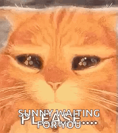 A Close Up Of A Cat 'S Face With The Words `` Sunny Waiting Please For You '' Written On It . GIF