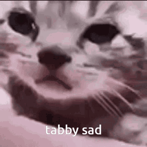 A Close Up Of A Cat 'S Face With The Words Tabby Sad Above It . GIF