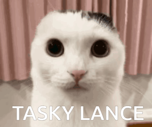 Close Up Of Cat Face With Tasky Lance GIF