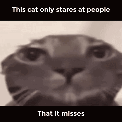 A Close Up Of A Cat 'S Face With The Words This Cat Only Stares At People That It Misses GIF