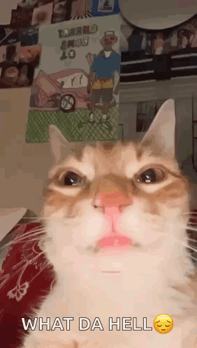A Close Up Of A Cat 'S Face With The Words What Da Hell Above It . GIF