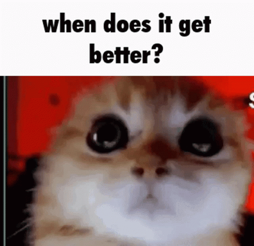 A Close Up Of A Cat 'S Face With The Words `` When Does It Get Better ? '' Written Above It . GIF