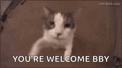 A Close Up Of A Cat 'S Face With The Words `` You 'Re Welcome Bby '' Written On It . GIF