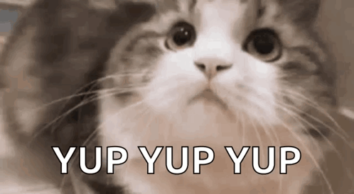 A Close Up Of A Cat 'S Face With The Words Yup Yup Yup Written Next To It . GIF