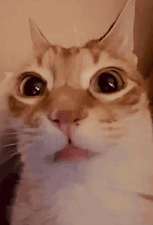 A Close Up Of A Cat 'S Face With Water Coming Out Of Its Mouth GIF