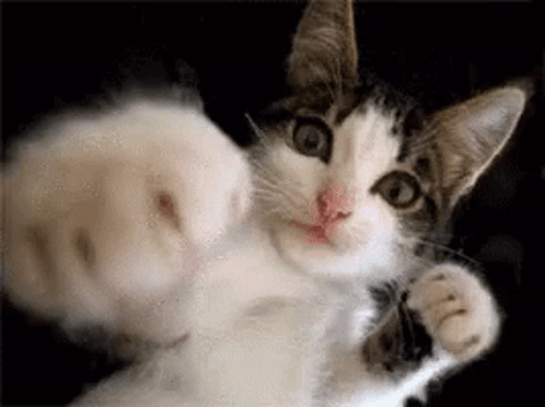 a close up of a cat 's fist being thrown at the camera .