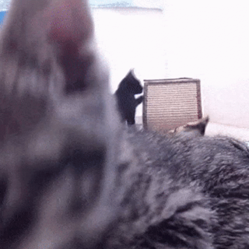 A Close Up Of A Cat 'S Head With A Scratching Post In The Background GIF