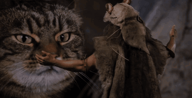 A Close Up Of A Cat 'S Mouth With Its Tongue Out GIF