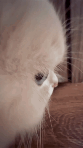 A Close Up Of A Cat 'S Nose And Whiskers On A Wooden Floor GIF