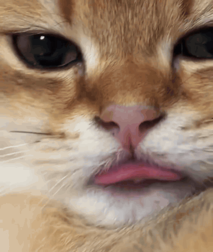 A Close Up Of A Cat 'S Nose With A Pink Lip GIF