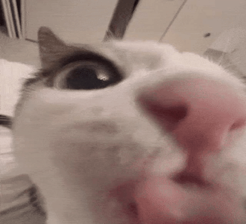 a close up of a cat 's nose with a pink spot on it .