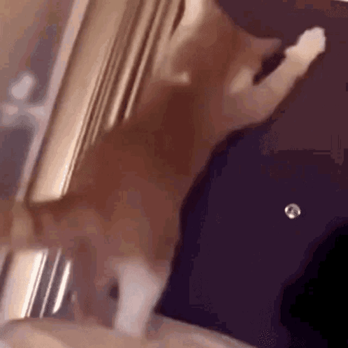 A Close Up Of A Cat 'S Paw On A Door . GIF