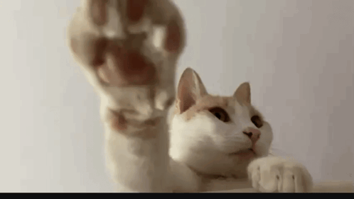 A Close Up Of A Cat 'S Paw Reaching Out Towards A Camera . GIF