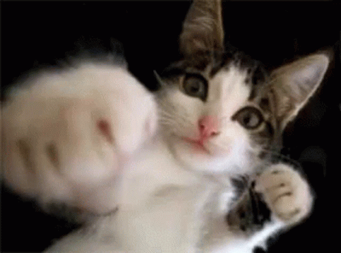 A Close Up Of A Cat 'S Paw Reaching Out Towards The Camera On A Black Background . GIF