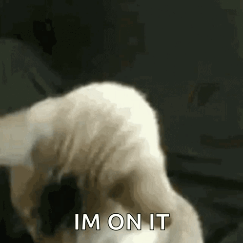 A Close Up Of A Cat 'S Tail With The Words Im On It Above It GIF