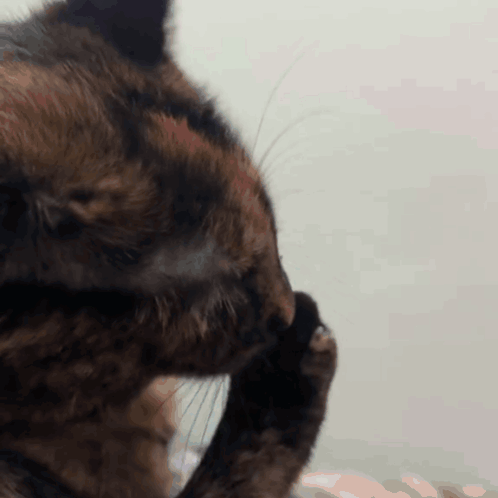 A Close Up Of A Cat Scratching Its Face With Its Paw GIF