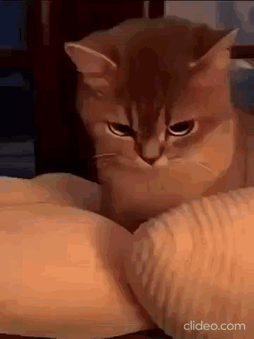 Cat Sitting On Arm Looking At Camera GIF