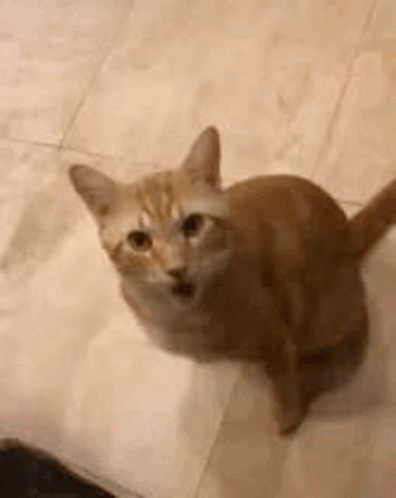 A Close Up Of A Cat Sitting On A Tiled Floor Looking Up At The Camera . GIF