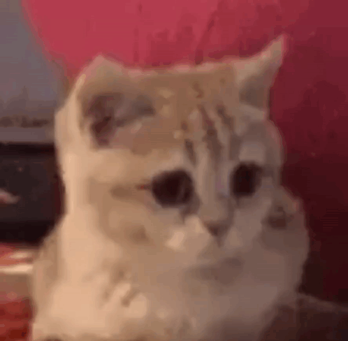 Cat Sitting On Pink Couch Close Up GIF