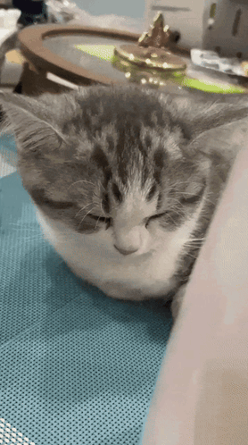 A Close Up Of A Cat Sleeping On A Table With Its Eyes Closed GIF