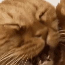 A Close Up Of A Cat Sleeping With Its Eyes Closed And Looking At The Camera . GIF