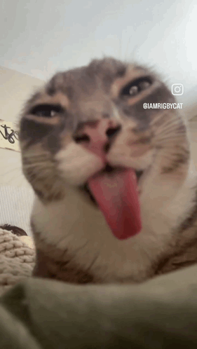 A Close Up Of A Cat Sticking Its Tongue Out With The Caption Iamrigbycat GIF