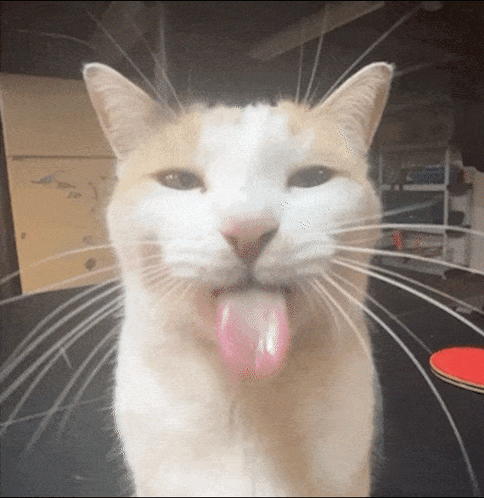 A Close Up Of A Cat Sticking Out Its Tongue GIF