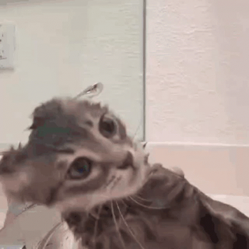 A Close Up Of A Cat Taking A Bath In A Bathtub . GIF