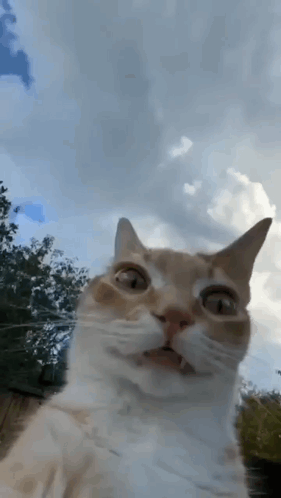 A Close Up Of A Cat Taking A Selfie With A Cloudy Sky In The Background GIF